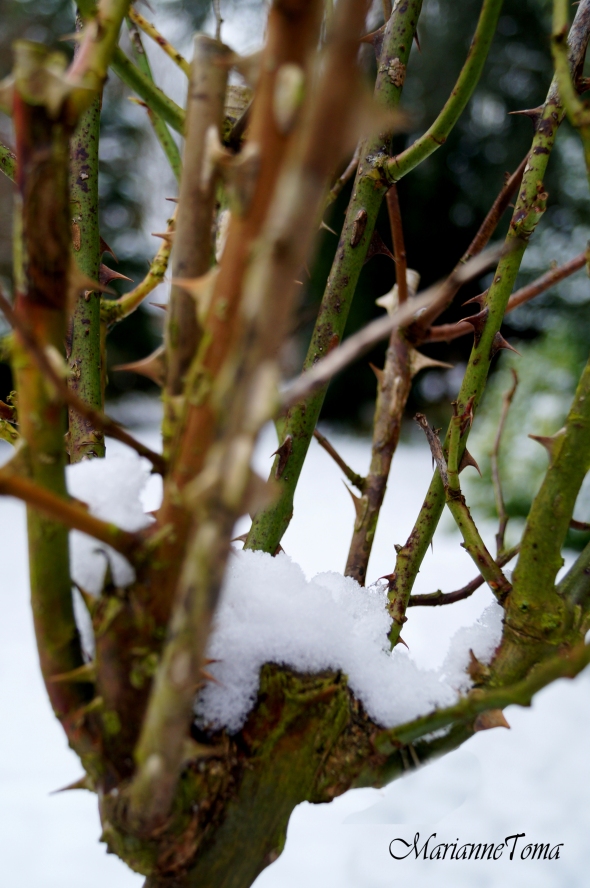 On a snowy day in Jan. The thorns seem like a palm holding up the snow flakes